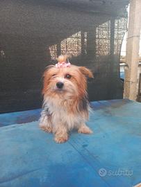 Yorkshire biewer adulta