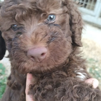 Cucciolo di Lagotto Romagnolo