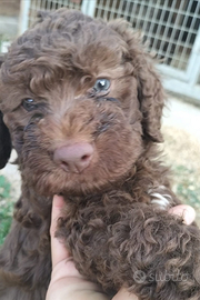 Cucciolo di Lagotto Romagnolo