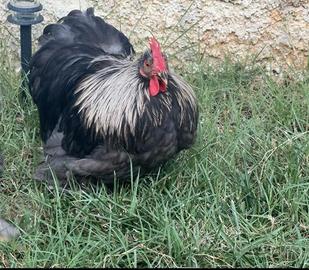 Cocincina nana Giovane gallo