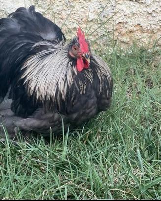 Cocincina nana Giovane gallo