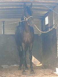 Cavallo