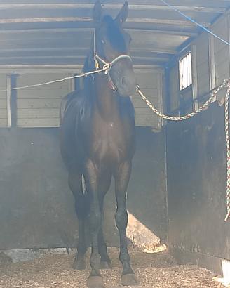 Cavallo