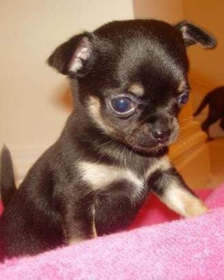 Chihuahua mini toy