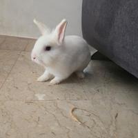 Coniglio