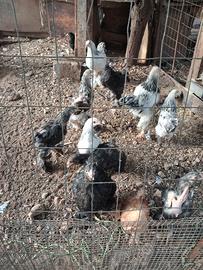 Galline ornamentali