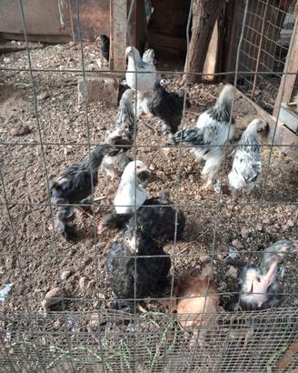 Galline ornamentali