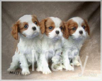 Cuccioli Cavalier king Charles