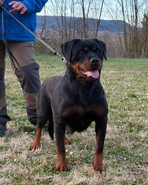 Splendida femmina di rottweiler