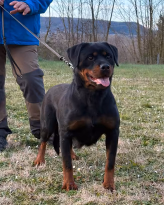 Splendida femmina di rottweiler