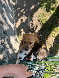 AMSTAFF 3 cucciole disponibili