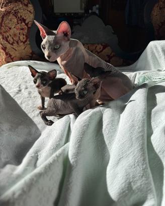 Gatti Sphynx cuccioli