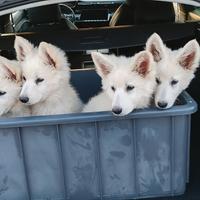 Cuccioli di pastore svizzero