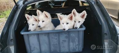 Cuccioli di pastore svizzero