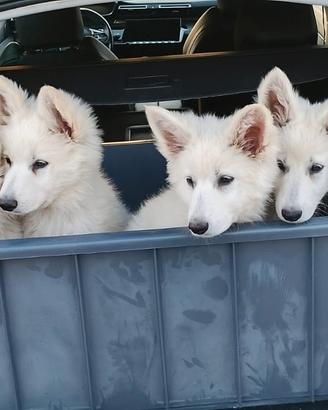 Cuccioli di pastore svizzero