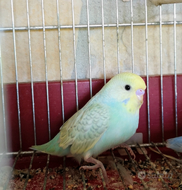 Coccoriti parochetti