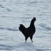 Galletto ayam cemani