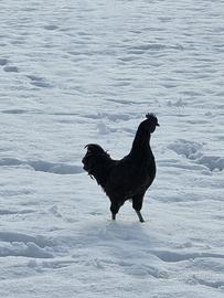 Galletto ayam cemani