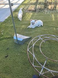 Chihuahua mini toy