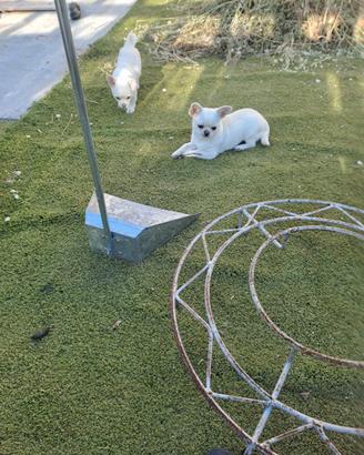 Chihuahua mini toy
