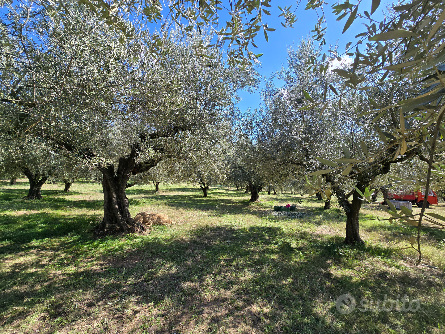 Terreno a uliveto - Vista 3