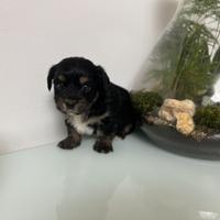 Cucciola di Morkie