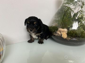 Cucciola di Morkie