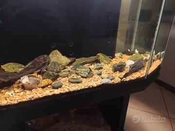 Coppia di pleco di 25cm circa