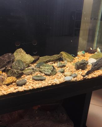 Coppia di pleco di 25cm circa