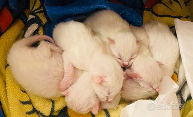 Annunciamo la nascita di 6 Cuccioli Siberiani