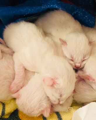 Annunciamo la nascita di 6 Cuccioli Siberiani