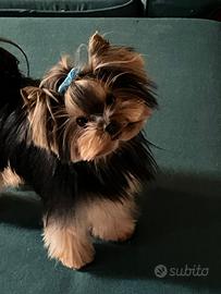Yorkshire toy maschio stallone per accoppiamento