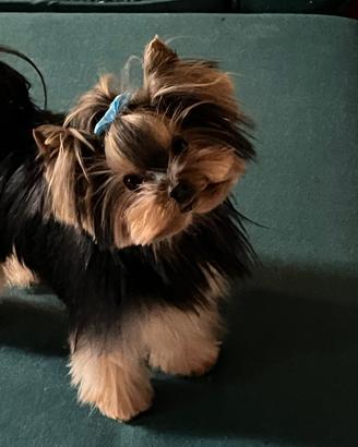 Yorkshire toy maschio stallone per accoppiamento