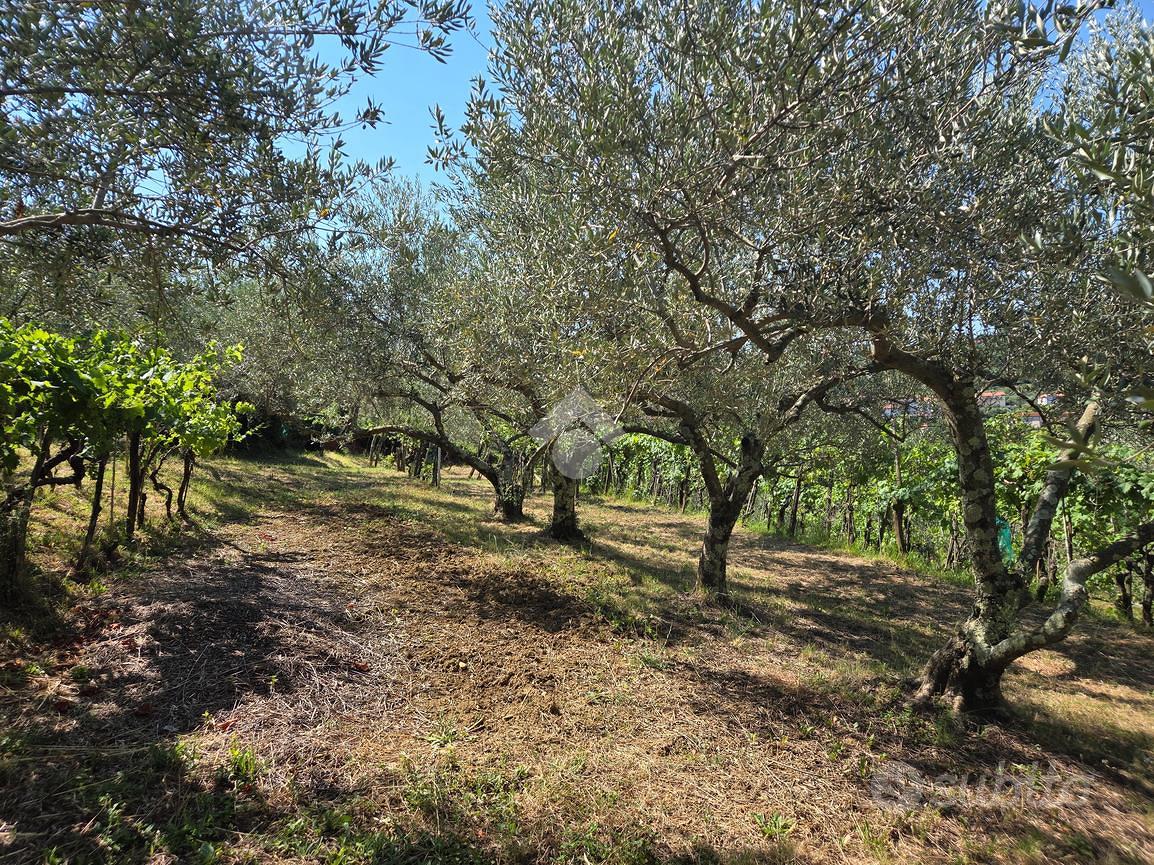 TER. AGRICOLO A MUGGIA - Vista 3