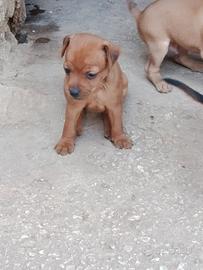 Cuccioli pincher