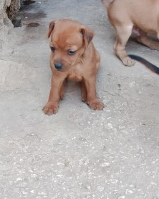 Cuccioli pincher