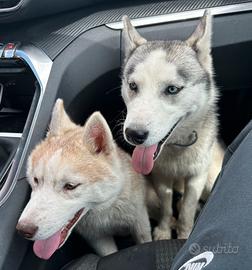 Husky siberian con pedigree