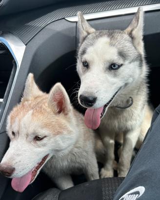 Husky siberian con pedigree