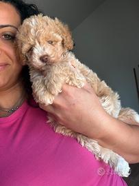 Barboncini toy mini toy e maltipoo