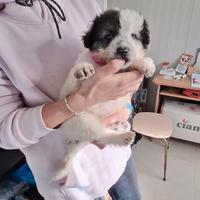 Puffosa cucciola in adozione