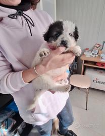 Puffosa cucciola in adozione