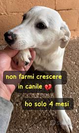 Cucciola 4 mesi simil labrador