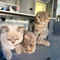Gattini Scottish fold e Stright