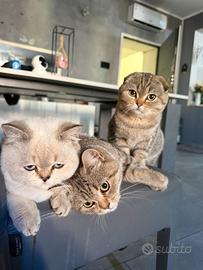 Gattini Scottish fold e Stright