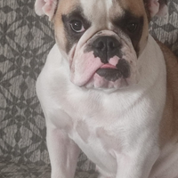 Femmina bulldog inglese pedigree enci