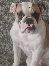 Femmina bulldog inglese pedigree enci