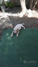 Cuccioli incrocio Labrador