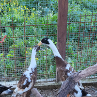 Anatra corritrice indiana