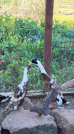 Anatra corritrice indiana