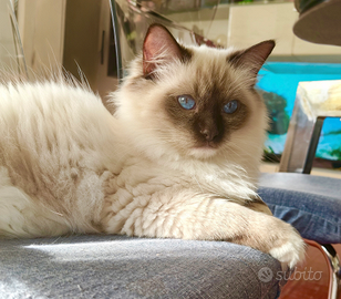 Giovane Ragdoll con pedigree